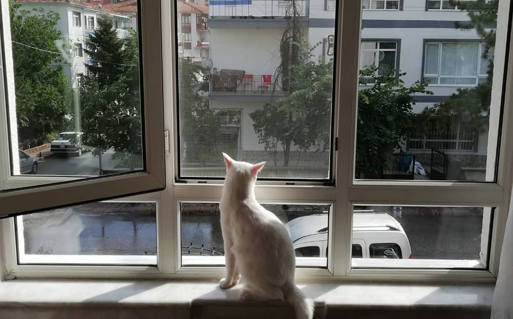 Kedi Sineklik